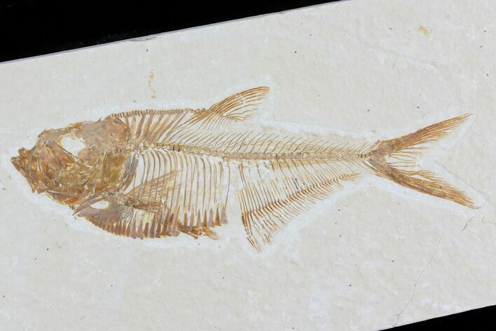 Diplomystus Fossil Fish - Wyoming #81433